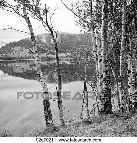 Reflection of mountain in a lake, Granvinsvatnet, Granvin, Hordaland County, Norway View Large Photo Image Stock Image - Reflection of mountain in a lake, Granvinsvatnet, Granvin, Hordaland County, Norway. Fotosearch
