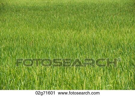 Rice field, Thailand View Large Photo Image Stock Image - Rice field, Thailand. Fotosearch