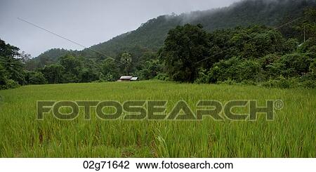 Rice field, Thailand View Large Photo Image Stock Image - Rice field, Thailand. Fotosearch