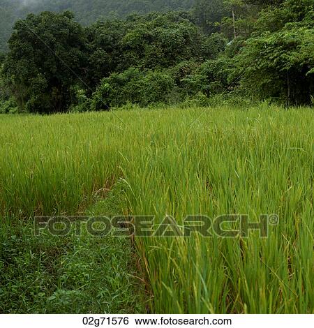 Rice field, Thailand View Large Photo Image Stock Photograph - Rice field, Thailand. Fotosearch