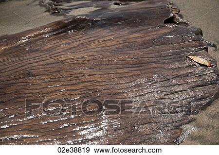Rock formation on beach in Costa Rica View Large Photo Image Stock Photo - Rock formation on beach in Costa Rica. Fotosearch