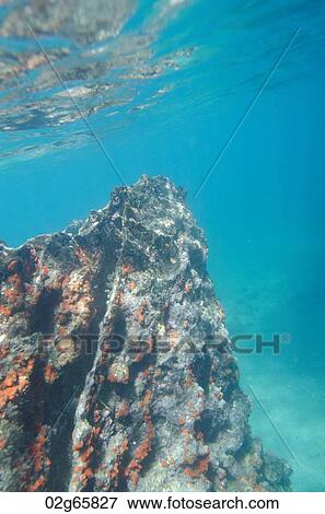 Rock formations underwater, Bartolome Island, Galapagos Islands, Ecuador View Large Photo Image Stock Photo - Rock formations underwater, Bartolome Island, Galapagos Islands, Ecuador. Fotosearch