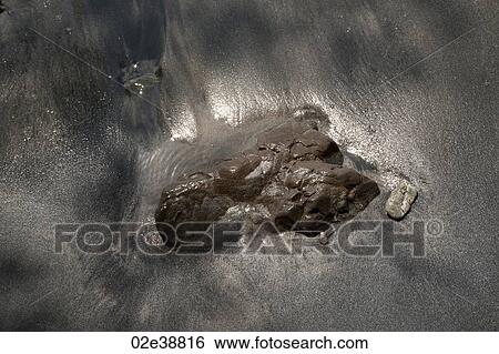 Rock in muddy beach at Costa Rica View Large Photo Image Stock Photograph - Rock in muddy beach at Costa Rica. Fotosearch