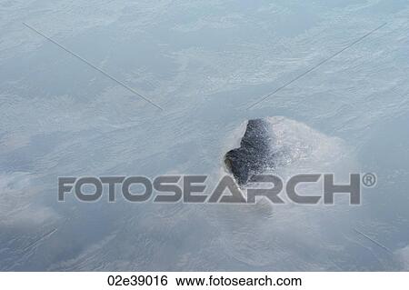 Rock jutting out of the water View Large Photo Image Stock Photograph - Rock jutting out of the water. Fotosearch