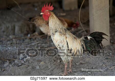 Rooster at a farm, Chiang Dao, Chiang Mai Province, Thailand View Large Photo Image Stock Photo - Rooster at a farm, Chiang Dao, Chiang Mai Province, Thailand. Fotosearch