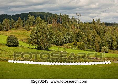 Row of bales on a farmland, Highlands, Norway View Large Photo Image Stock Image - Row of bales on a farmland, Highlands, Norway. Fotosearch