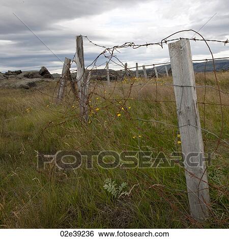 Rural barbwire fence through meadow View Large Photo Image Stock Photograph - Rural barbwire fence through meadow. Fotosearch