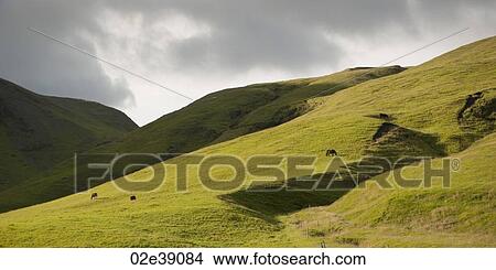 Picture - Rural landscape, rolling hills, horses grazing on pastureland. Fotosearch