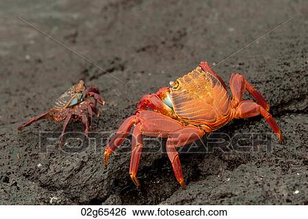 Sally Lightfoot crabs (Grapsus grapsus) on rocky beach, Punta Espinoza, Galapagos Islands, Ecuador View Large Photo Image Stock Photograph - Sally Lightfoot crabs (Grapsus grapsus) on rocky beach, Punta Espinoza, Galapagos Islands, Ecuador. Fotosearch