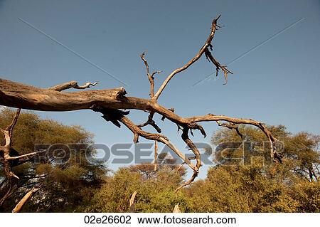 Samburu National Reserve in Kenya View Large Photo Image Stock Image - Samburu National Reserve in Kenya. Fotosearch
