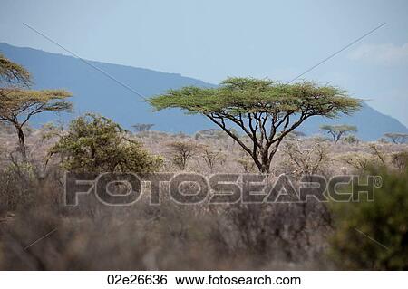 Samburu National Reserve in Kenya View Large Photo Image Stock Photograph - Samburu National Reserve in Kenya. Fotosearch
