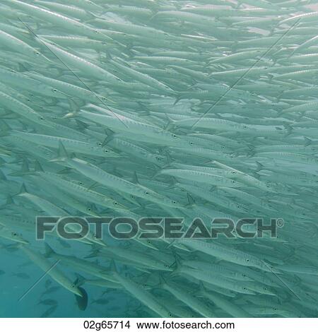 School of Barracuda fish swimming underwater, Santa Cruz Island, Galapagos Islands, Ecuador View Large Photo Image Picture - School of Barracuda fish swimming underwater, Santa Cruz Island, Galapagos Islands, Ecuador. Fotosearch