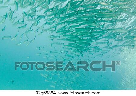 School of Barracuda fish swimming underwater, Santa Cruz Island, Galapagos Islands, Ecuador View Large Photo Image Picture - School of Barracuda fish swimming underwater, Santa Cruz Island, Galapagos Islands, Ecuador. Fotosearch