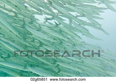 School of Barracuda fish swimming underwater, Santa Cruz Island, Galapagos Islands, Ecuador View Large Photo Image Stock Image - School of Barracuda fish swimming underwater, Santa Cruz Island, Galapagos Islands, Ecuador. Fotosearch
