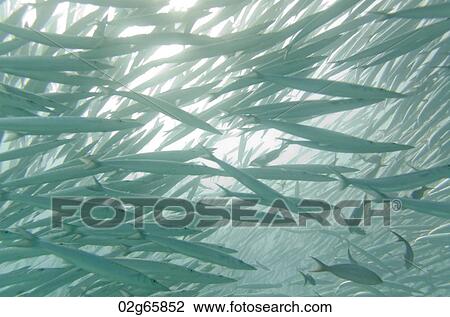 School of Barracuda fish swimming underwater, Santa Cruz Island, Galapagos Islands, Ecuador View Large Photo Image Stock Image - School of Barracuda fish swimming underwater, Santa Cruz Island, Galapagos Islands, Ecuador. Fotosearch