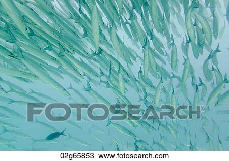 School of Barracuda fish swimming underwater, Santa Cruz Island, Galapagos Islands, Ecuador View Large Photo Image Stock Image - School of Barracuda fish swimming underwater, Santa Cruz Island, Galapagos Islands, Ecuador. Fotosearch