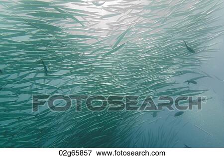 School of Barracuda fish swimming underwater, Santa Cruz Island, Galapagos Islands, Ecuador View Large Photo Image Stock Photo - School of Barracuda fish swimming underwater, Santa Cruz Island, Galapagos Islands, Ecuador. Fotosearch