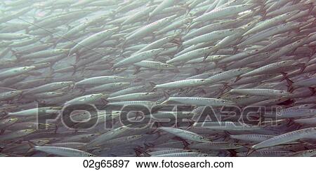 School of Barracuda fish swimming underwater, Santa Cruz Island, Galapagos Islands, Ecuador View Large Photo Image Stock Photo - School of Barracuda fish swimming underwater, Santa Cruz Island, Galapagos Islands, Ecuador. Fotosearch
