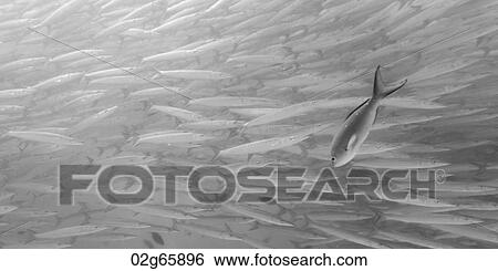 School of Barracuda Fish swimming Underwater, Santa Cruz Island, Galapagos Islands, Ecuador View Large Photo Image Stock Photograph - School of Barracuda Fish swimming Underwater, Santa Cruz Island, Galapagos Islands, Ecuador. Fotosearch