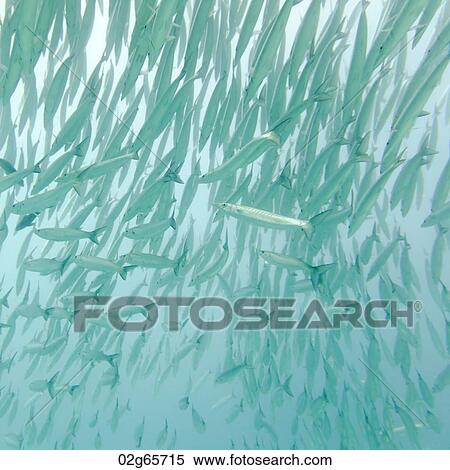 School of Barracuda fish swimming underwater, Santa Cruz Island, Galapagos Islands, Ecuador View Large Photo Image Stock Photography - School of Barracuda fish swimming underwater, Santa Cruz Island, Galapagos Islands, Ecuador. Fotosearch
