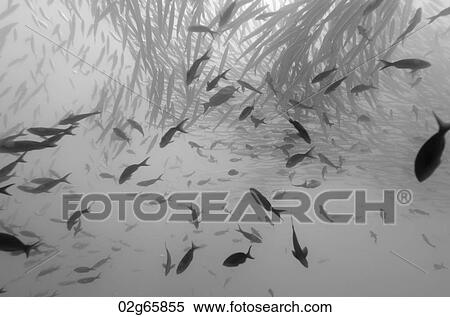 School of Barracuda fish swimming underwater, Santa Cruz Island, Galapagos Islands, Ecuador View Large Photo Image Stock Photography - School of Barracuda fish swimming underwater, Santa Cruz Island, Galapagos Islands, Ecuador. Fotosearch
