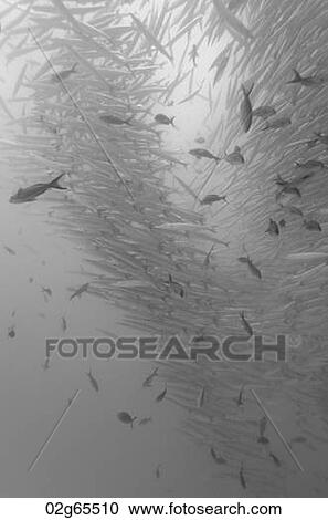 School of Barracuda fish under water, Santa Cruz Island, Galapagos Islands, Ecuador View Large Photo Image Stock Image - School of Barracuda fish under water, Santa Cruz Island, Galapagos Islands, Ecuador. Fotosearch