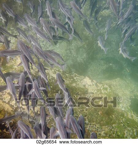 School of fish swimming underwater, Tagus Cove, Isabela Island, Galapagos Islands, Ecuador View Large Photo Image Picture - School of fish swimming underwater, Tagus Cove, Isabela Island, Galapagos Islands, Ecuador. Fotosearch