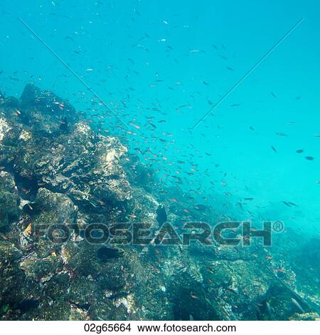 School of fish swimming underwater, Puerto Egas, Santiago Island, Galapagos Islands, Ecuador View Large Photo Image Picture - School of fish swimming underwater, Puerto Egas, Santiago Island, Galapagos Islands, Ecuador. Fotosearch