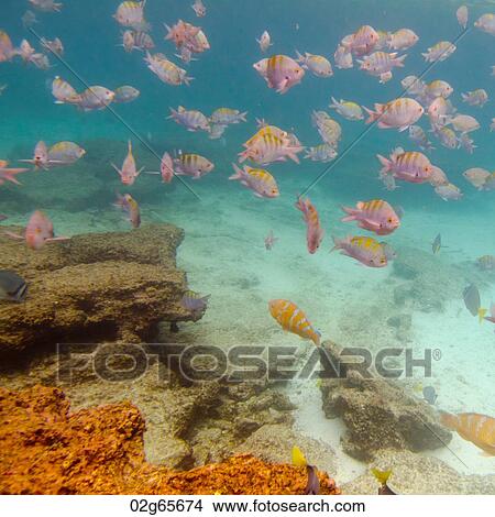 School of fish swimming underwater, Puerto Egas, Santiago Island, Galapagos Islands, Ecuador View Large Photo Image Picture - School of fish swimming underwater, Puerto Egas, Santiago Island, Galapagos Islands, Ecuador. Fotosearch