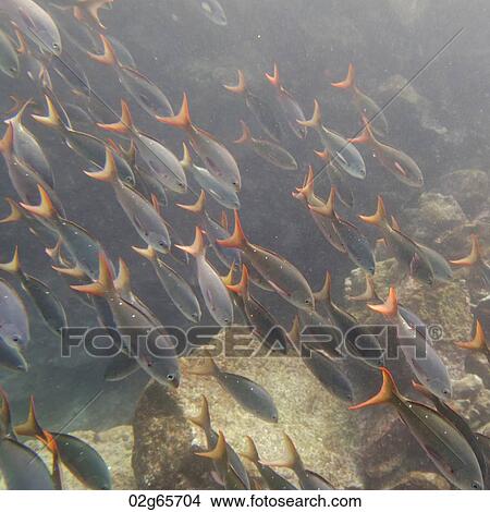 School of fish swimming underwater, Santa Cruz Island, Galapagos Islands, Ecuador View Large Photo Image Picture - School of fish swimming underwater, Santa Cruz Island, Galapagos Islands, Ecuador. Fotosearch