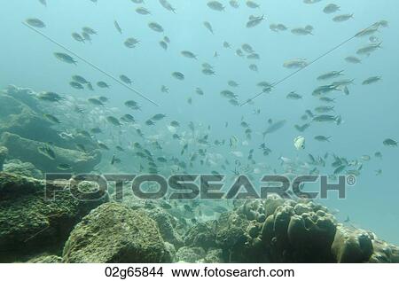 School of fish swimming underwater, Santa Cruz Island, Galapagos Islands, Ecuador View Large Photo Image Picture - School of fish swimming underwater, Santa Cruz Island, Galapagos Islands, Ecuador. Fotosearch
