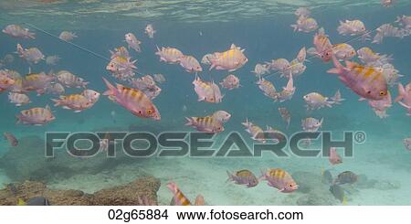 School of fish swimming underwater, Puerto Egas, Santiago Island, Galapagos Islands, Ecuador View Large Photo Image Picture - School of fish swimming underwater, Puerto Egas, Santiago Island, Galapagos Islands, Ecuador. Fotosearch