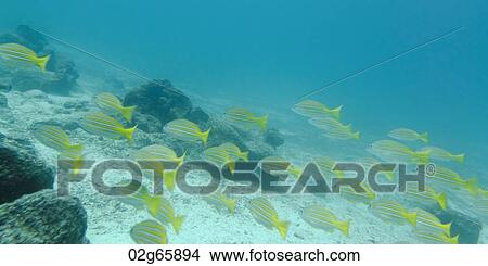 School of fish swimming underwater, Santa Cruz Island, Galapagos Islands, Ecuador View Large Photo Image Picture - School of fish swimming underwater, Santa Cruz Island, Galapagos Islands, Ecuador. Fotosearch