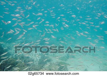 School of fish swimming underwater, San Cristobal Island, Galapagos Islands, Ecuador View Large Photo Image Picture - School of fish swimming underwater, San Cristobal Island, Galapagos Islands, Ecuador. Fotosearch