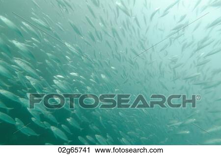 Stock Image - School of fish swimming underwater, San Cristobal Island, Galapagos Islands, Ecuador. Fotosearch