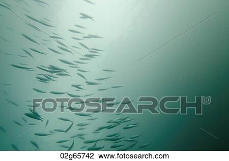 School of fish swimming underwater, San Cristobal Island, Galapagos Islands, Ecuador View Large Photo Image Stock Image - School of fish swimming underwater, San Cristobal Island, Galapagos Islands, Ecuador. Fotosearch