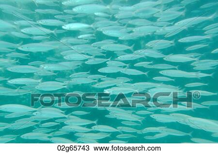School of fish swimming underwater, San Cristobal Island, Galapagos Islands, Ecuador View Large Photo Image Stock Image - School of fish swimming underwater, San Cristobal Island, Galapagos Islands, Ecuador. Fotosearch