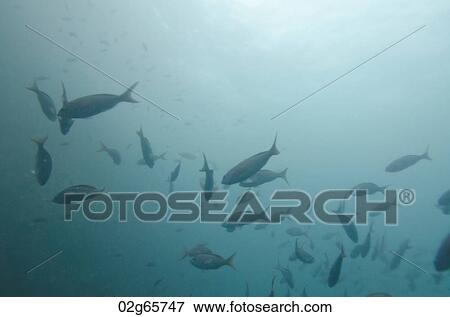 School of fish swimming underwater, San Cristobal Island, Galapagos Islands, Ecuador View Large Photo Image Stock Photo - School of fish swimming underwater, San Cristobal Island, Galapagos Islands, Ecuador. Fotosearch