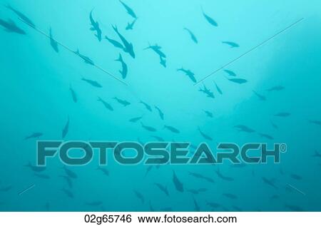 School of fish swimming underwater, San Cristobal Island, Galapagos Islands, Ecuador View Large Photo Image Stock Photograph - School of fish swimming underwater, San Cristobal Island, Galapagos Islands, Ecuador. Fotosearch