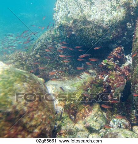 Stock Image - School of fish swimming underwater, Puerto Egas, Santiago Island, Galapagos Islands, Ecuador. Fotosearch