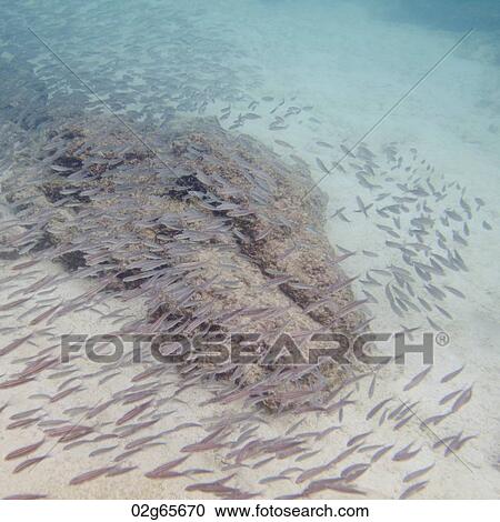 School of fish swimming underwater, Puerto Egas, Santiago Island, Galapagos Islands, Ecuador View Large Photo Image Stock Image - School of fish swimming underwater, Puerto Egas, Santiago Island, Galapagos Islands, Ecuador. Fotosearch