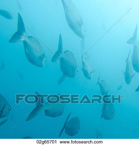 School of fish swimming underwater, Santa Cruz Island, Galapagos Islands, Ecuador View Large Photo Image Stock Image - School of fish swimming underwater, Santa Cruz Island, Galapagos Islands, Ecuador. Fotosearch