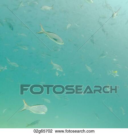 School of fish swimming underwater, Santa Cruz Island, Galapagos Islands, Ecuador View Large Photo Image Stock Image - School of fish swimming underwater, Santa Cruz Island, Galapagos Islands, Ecuador. Fotosearch