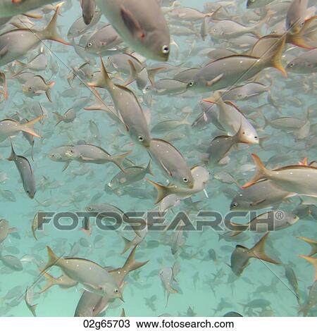 School of fish swimming underwater, Santa Cruz Island, Galapagos Islands, Ecuador View Large Photo Image Stock Image - School of fish swimming underwater, Santa Cruz Island, Galapagos Islands, Ecuador. Fotosearch