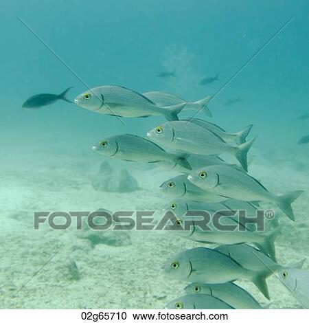School of fish swimming underwater, Santa Cruz Island, Galapagos Islands, Ecuador View Large Photo Image Stock Image - School of fish swimming underwater, Santa Cruz Island, Galapagos Islands, Ecuador. Fotosearch