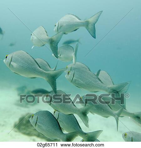 School of fish swimming underwater, Santa Cruz Island, Galapagos Islands, Ecuador View Large Photo Image Stock Image - School of fish swimming underwater, Santa Cruz Island, Galapagos Islands, Ecuador. Fotosearch