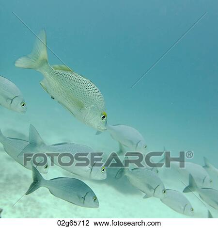 School of fish swimming underwater, Santa Cruz Island, Galapagos Islands, Ecuador View Large Photo Image Stock Image - School of fish swimming underwater, Santa Cruz Island, Galapagos Islands, Ecuador. Fotosearch