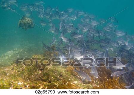 School of fish swimming underwater, Tagus Cove, Isabela Island, Galapagos Islands, Ecuador View Large Photo Image Stock Image - School of fish swimming underwater, Tagus Cove, Isabela Island, Galapagos Islands, Ecuador. Fotosearch