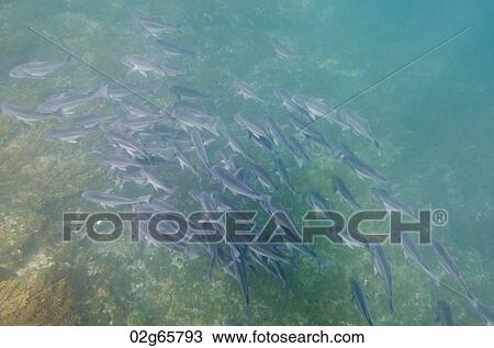 School of fish swimming underwater, Tagus Cove, Isabela Island, Galapagos Islands, Ecuador View Large Photo Image Stock Image - School of fish swimming underwater, Tagus Cove, Isabela Island, Galapagos Islands, Ecuador. Fotosearch