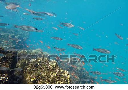 School of fish swimming underwater, Puerto Egas, Santiago Island, Galapagos Islands, Ecuador View Large Photo Image Stock Image - School of fish swimming underwater, Puerto Egas, Santiago Island, Galapagos Islands, Ecuador. Fotosearch